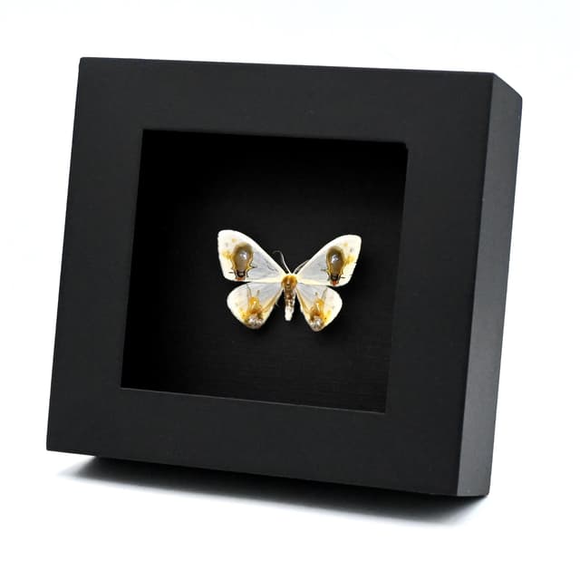 Real bird poop mimicking glitter moth framed taxidermy - Macrocilix maia