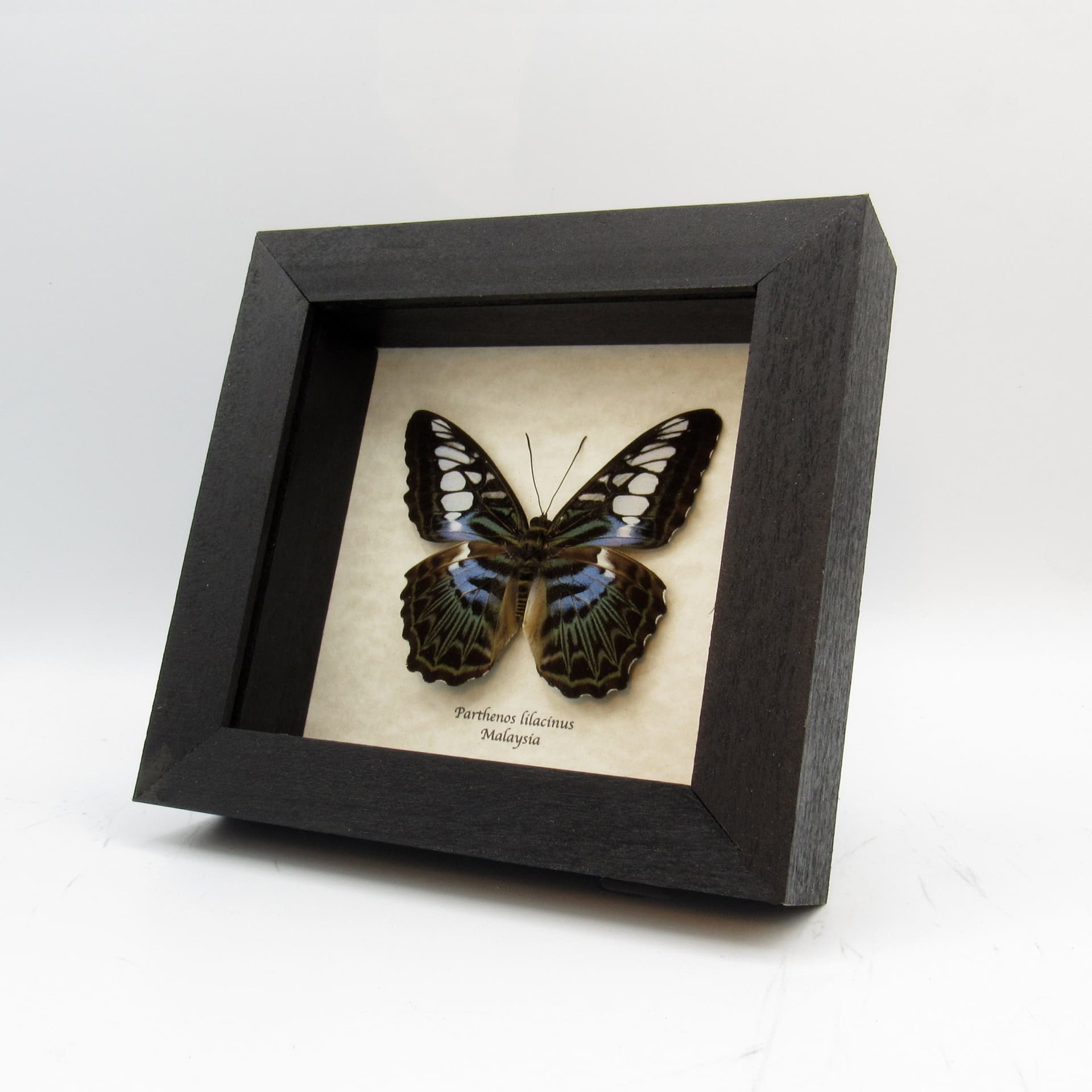 Real framed taxidermy lavender Lilac butterfly - Parthenos lilacinus