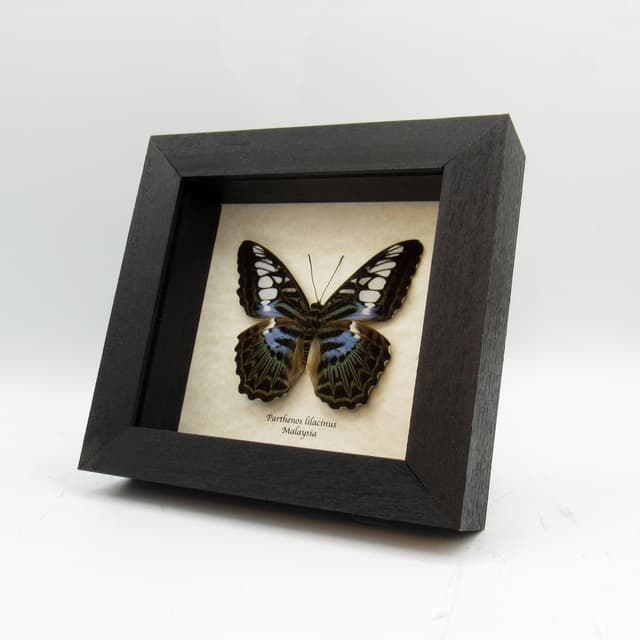 Real framed taxidermy lavender Lilac butterfly - Parthenos lilacinus