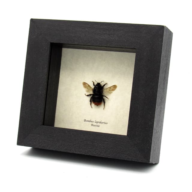 Real Red Tailed Bumblebee framed taxidermy - Bombus lapidarius