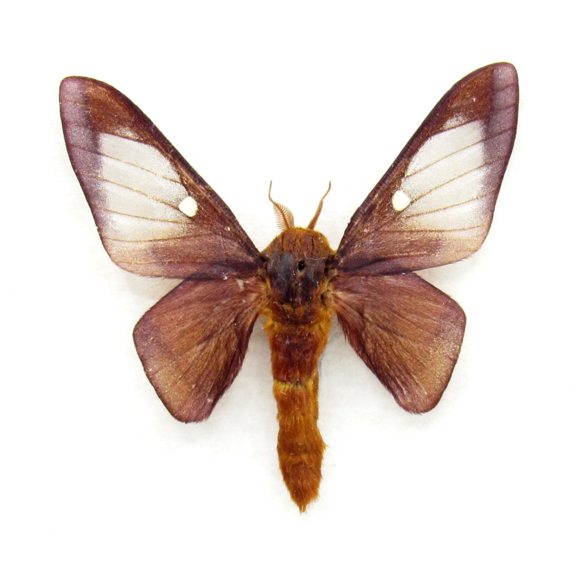 Real Pink Striped Oakworm Moth framed taxidermy - Anisota virginiensis