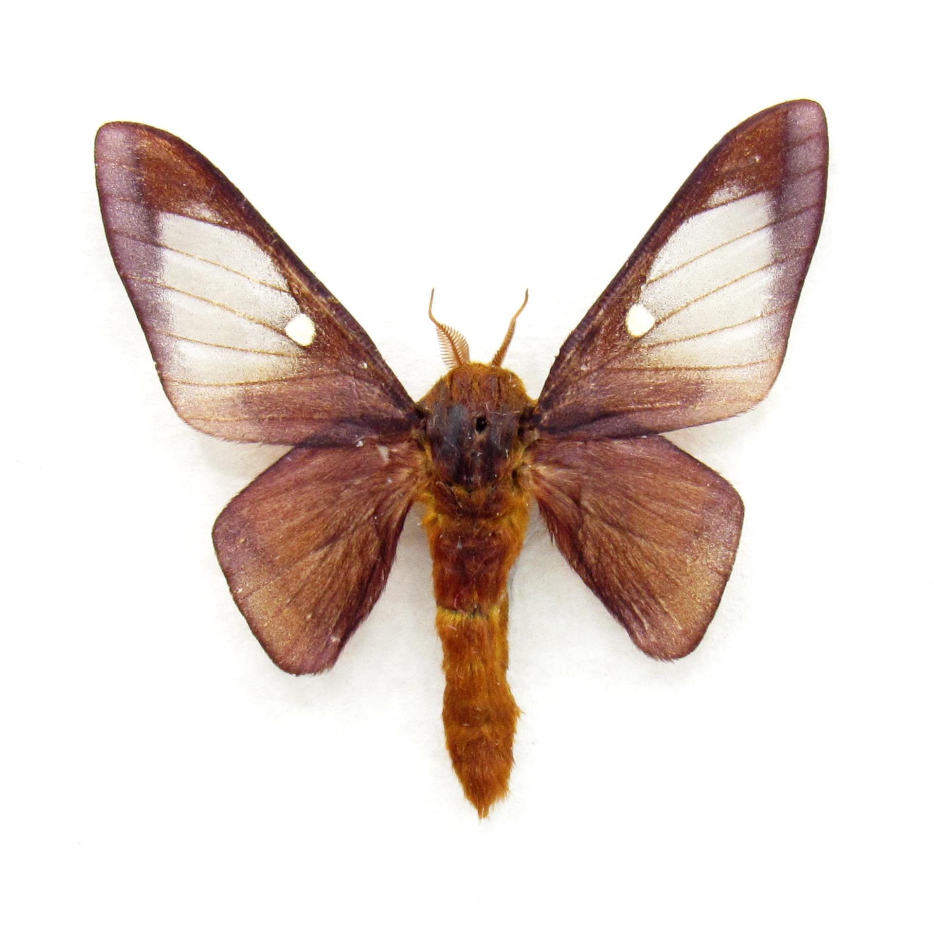 Real Pink Striped Oakworm Moth framed taxidermy - Anisota virginiensis