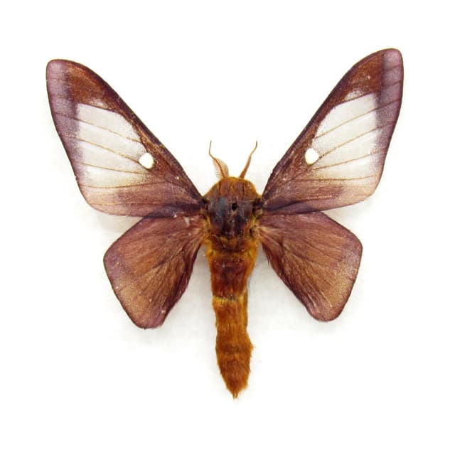 Real Pink Striped Oakworm Moth framed taxidermy - Anisota virginiensis