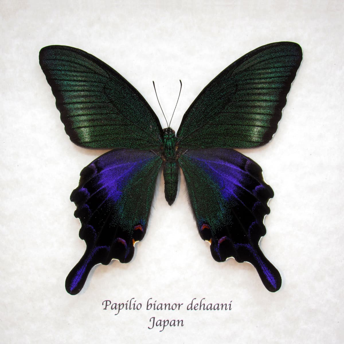 Rare black Peacock butterfly framed taxidermy - Papilio bianor dehaani - female - Summer form