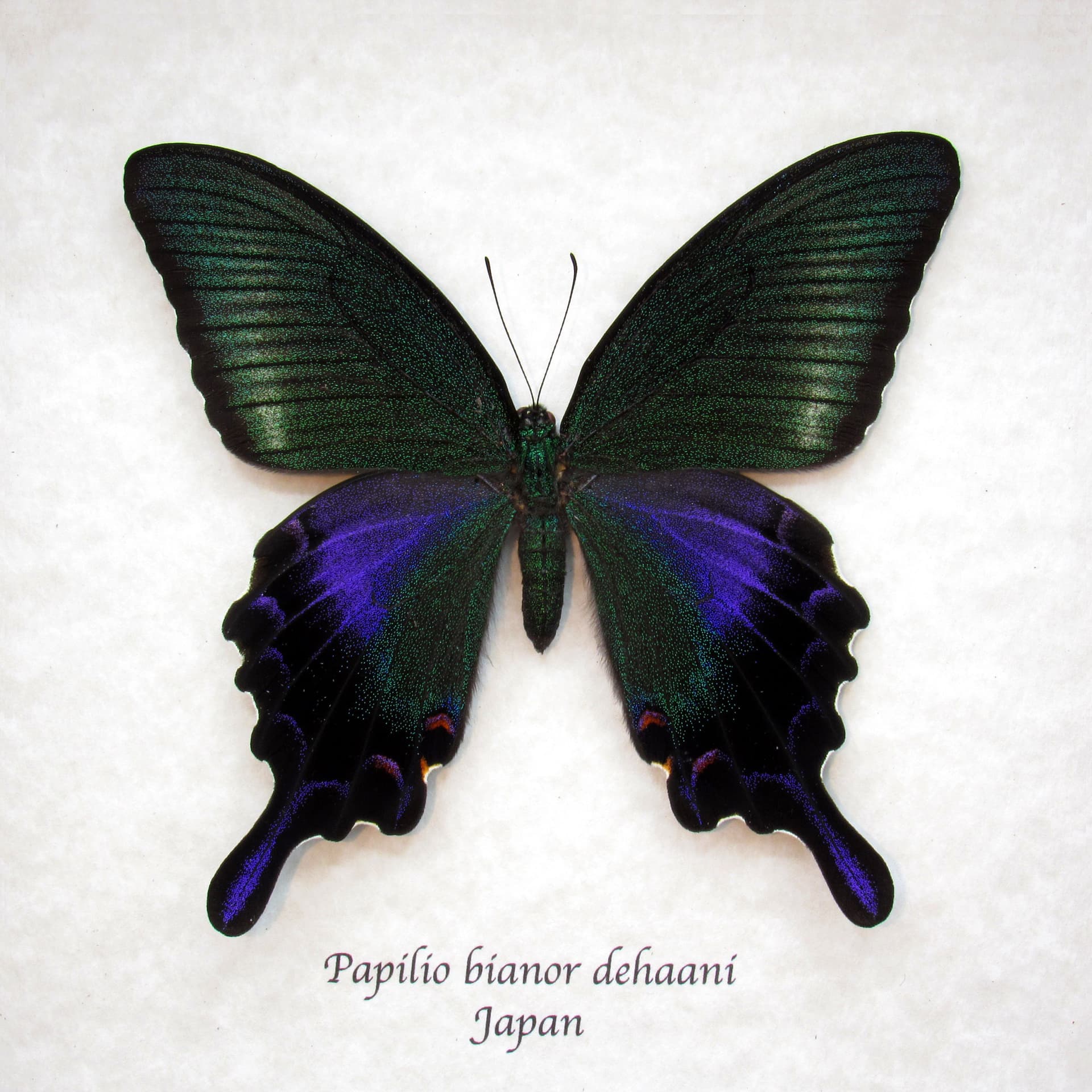 Rare black Peacock butterfly framed taxidermy - Papilio bianor dehaani - female - Summer form