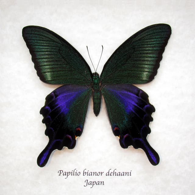 Rare black Peacock butterfly framed taxidermy - Papilio bianor dehaani - female - Summer form