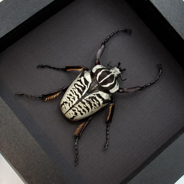Real large flower beetle framed taxidermy - Goliathus albosignatus kirkianus