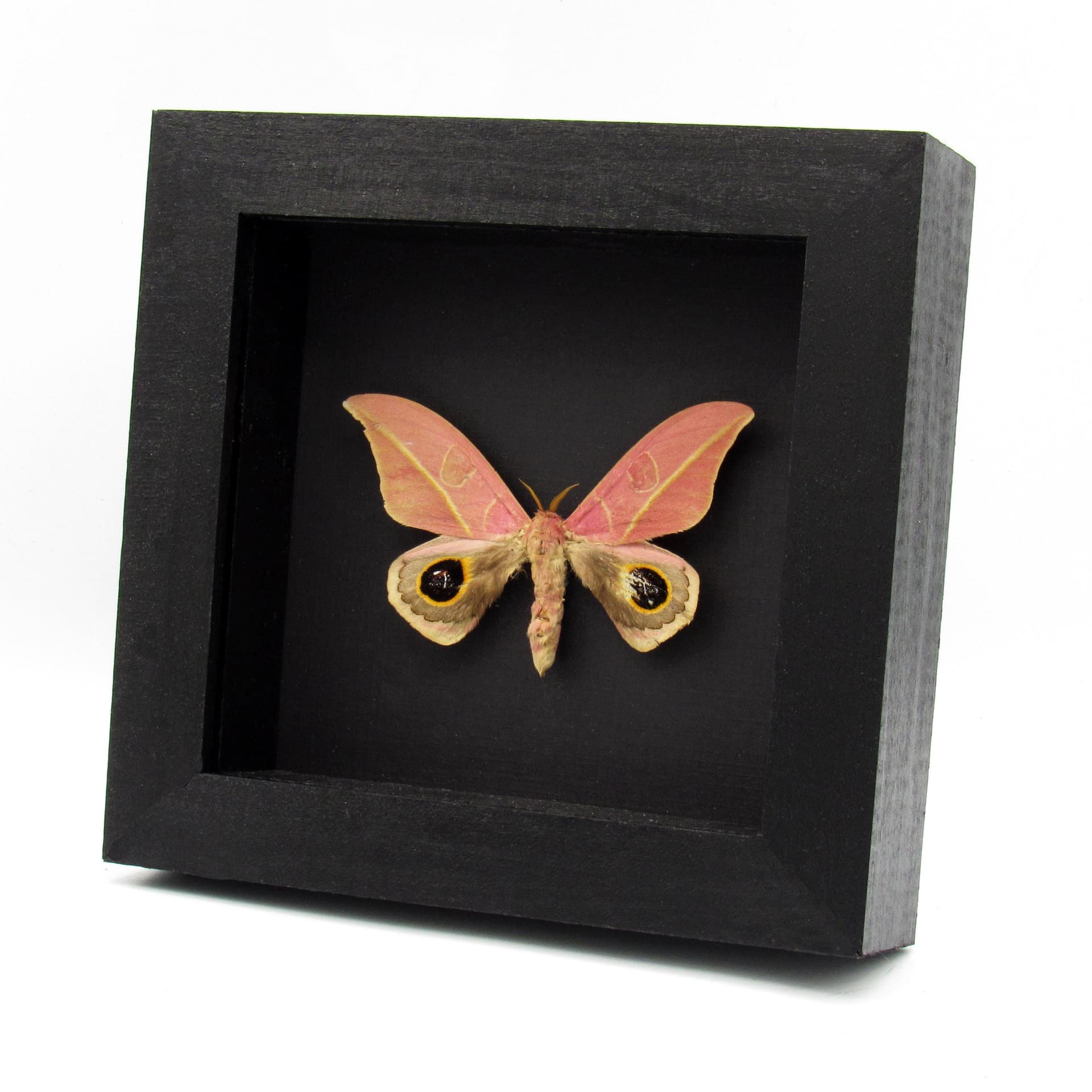 Very rare real pink Saturn moth framed taxidermy - Leucanella flammans - minor damage