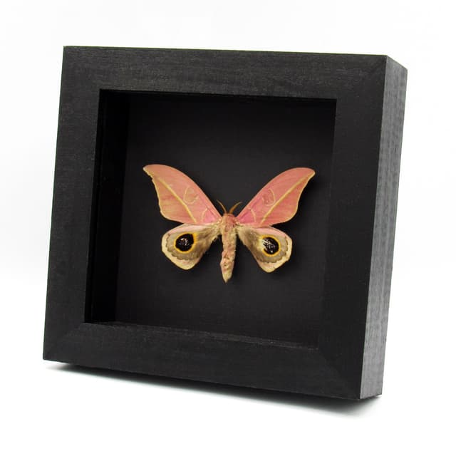 Very rare real pink Saturn moth framed taxidermy - Leucanella flammans - minor damage