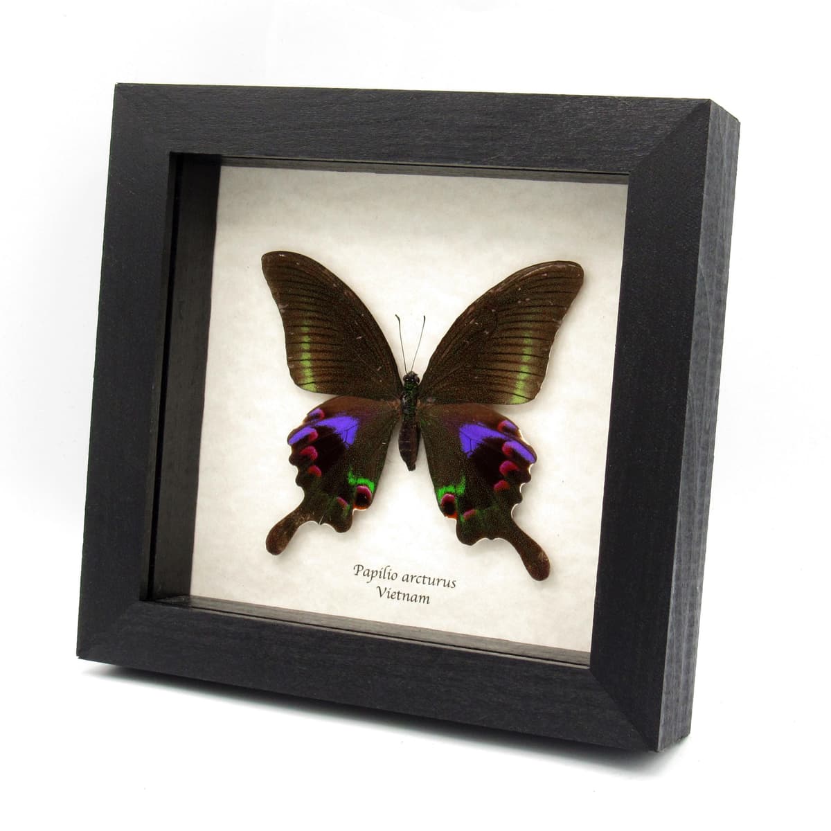 Rare female purple Peacock butterfly framed taxidermy - Papilio arcturus - 2