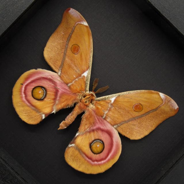 Real Madagascar Bullseye moth framed taxidermy - Antherina suraka - large