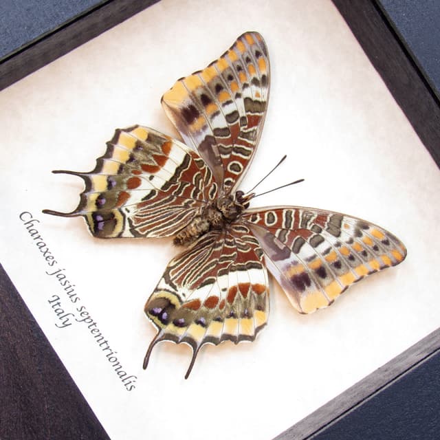 Rare Two-tailed Pasha butterfly framed taxidermy - Charaxes jasius septentrionalis - minor defect