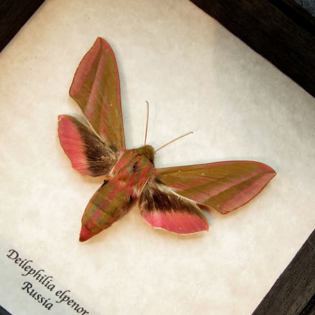 Real pink Elephant Hawk moth framed taxidermy - Deilephilia elpenor