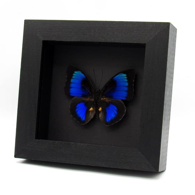 Rare Hybrid Agrias butterfly framed - Agrias beatifica x Prepona laertes