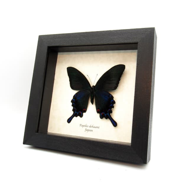 Real black Peacock butterfly framed taxidermy - Papilio bianor dehaani - spring form