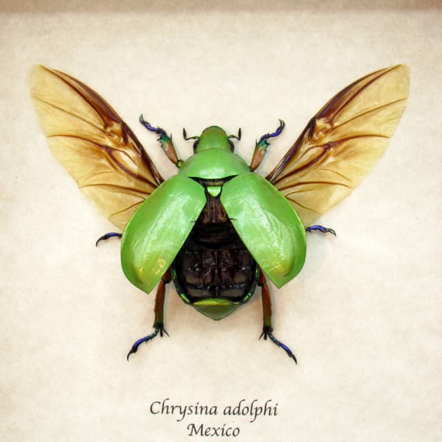 Real Rainbow legged Scarab beetle framed taxidermy - Chrysina adolphi - female