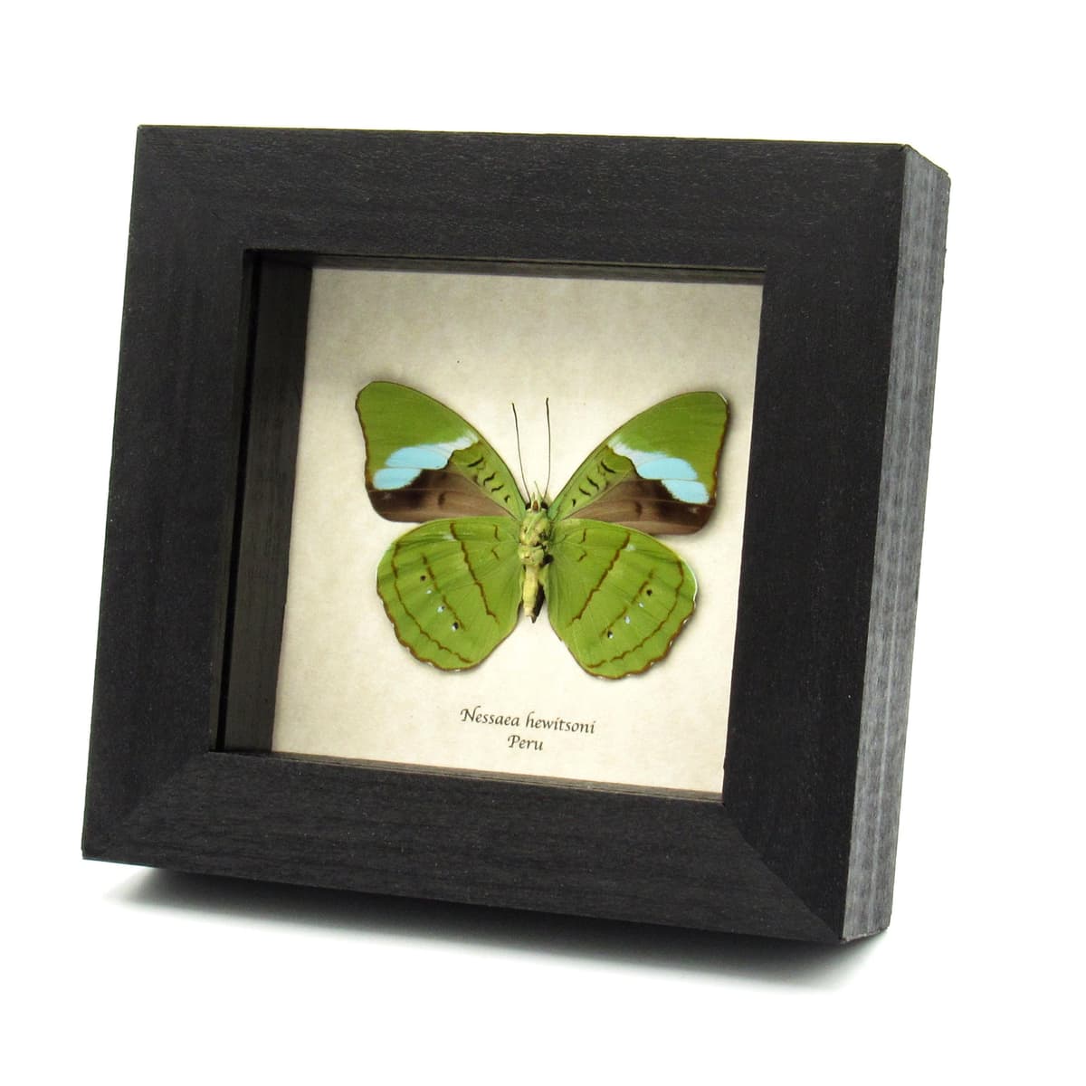 Real Green Olivewing butterfly framed taxidermy - Nessaea hewitsoni