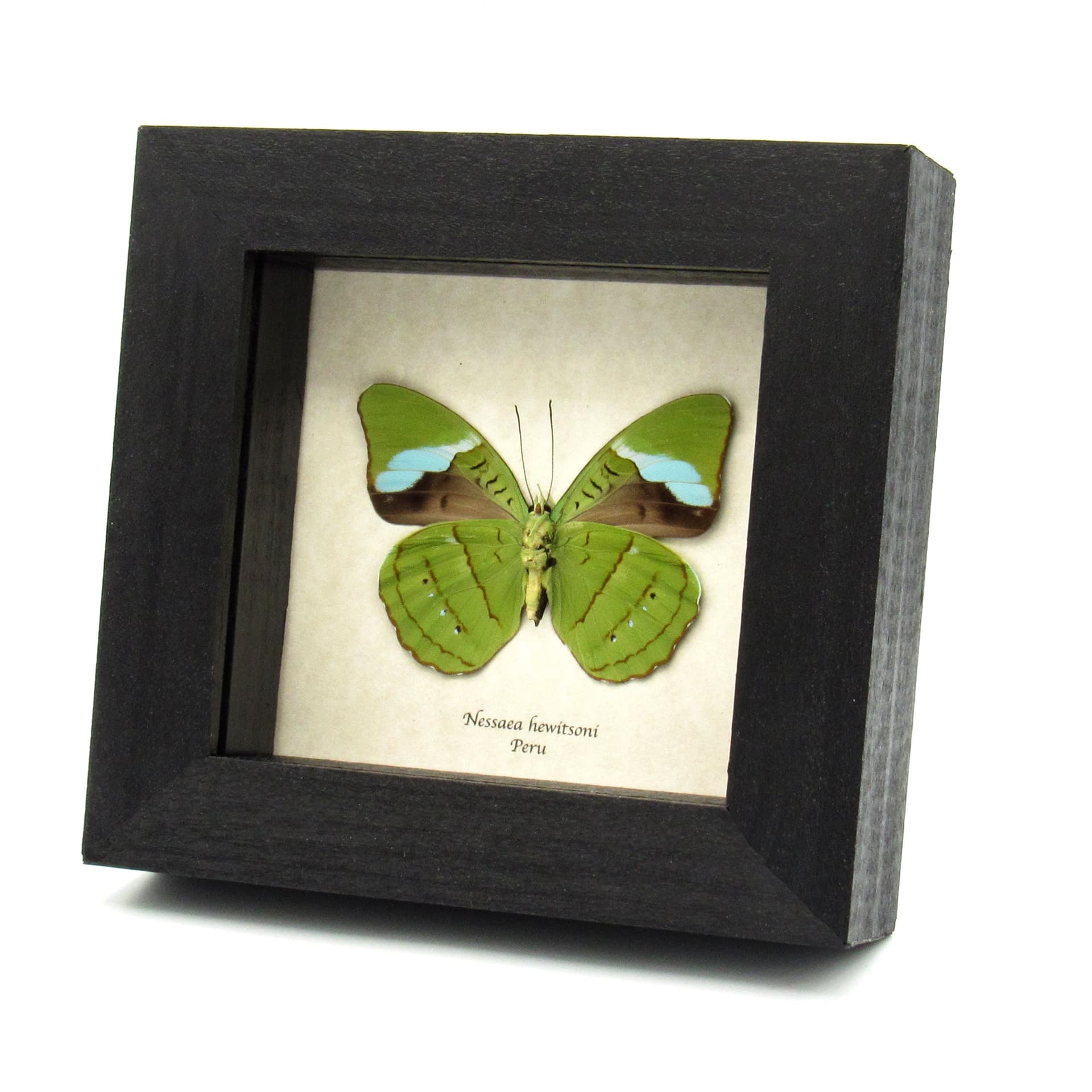 Real Green Olivewing butterfly framed taxidermy - Nessaea hewitsoni