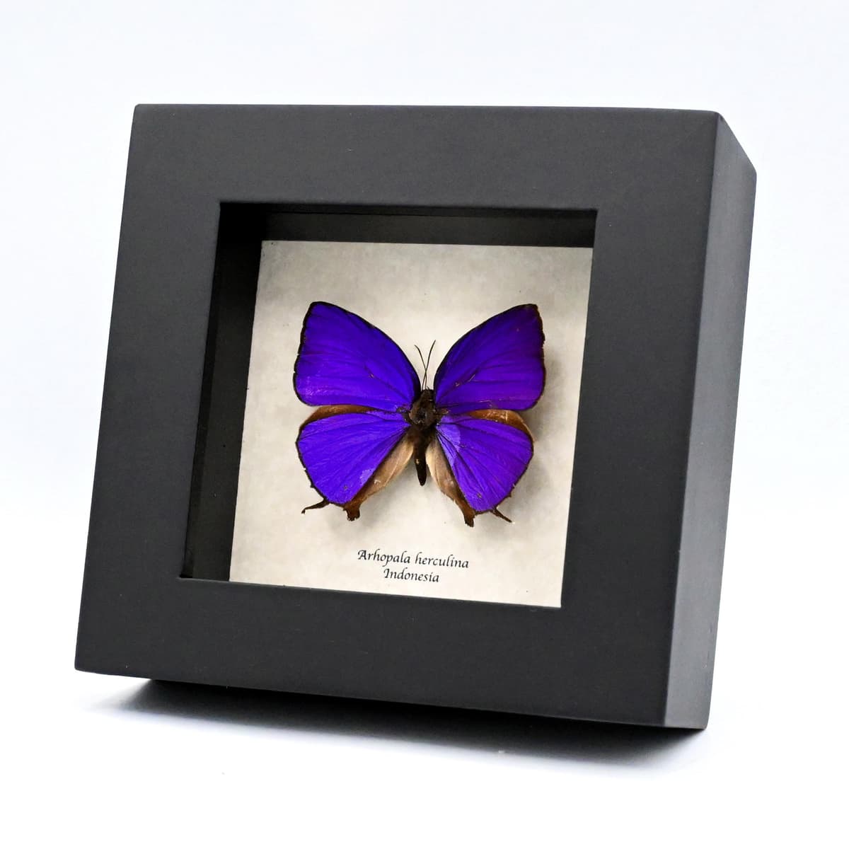Rare purple metallic butterfly framed taxidermy - Arhopala herculina