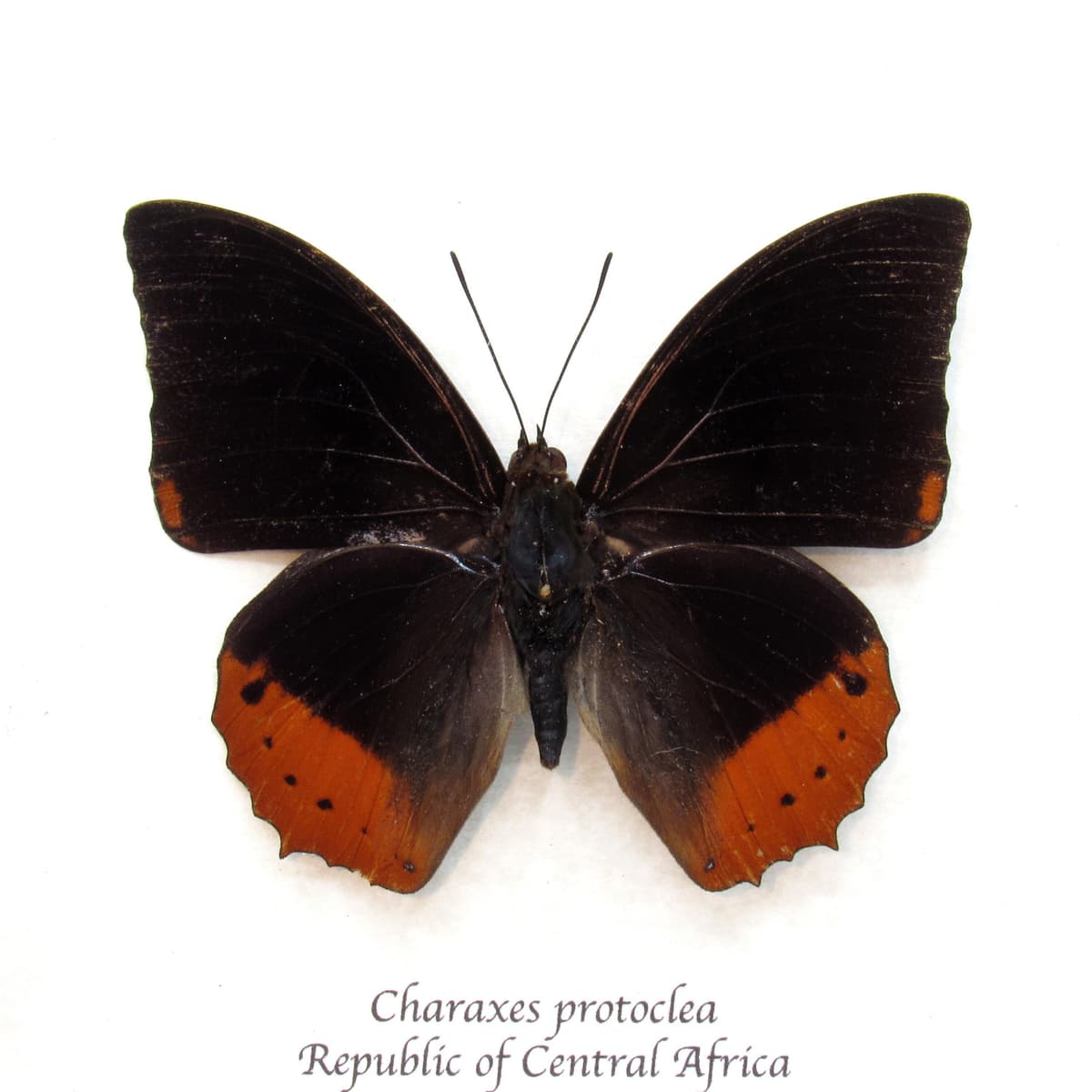 Real Flame Bordered Emperor butterfly framed taxidermy - Charaxes protoclea