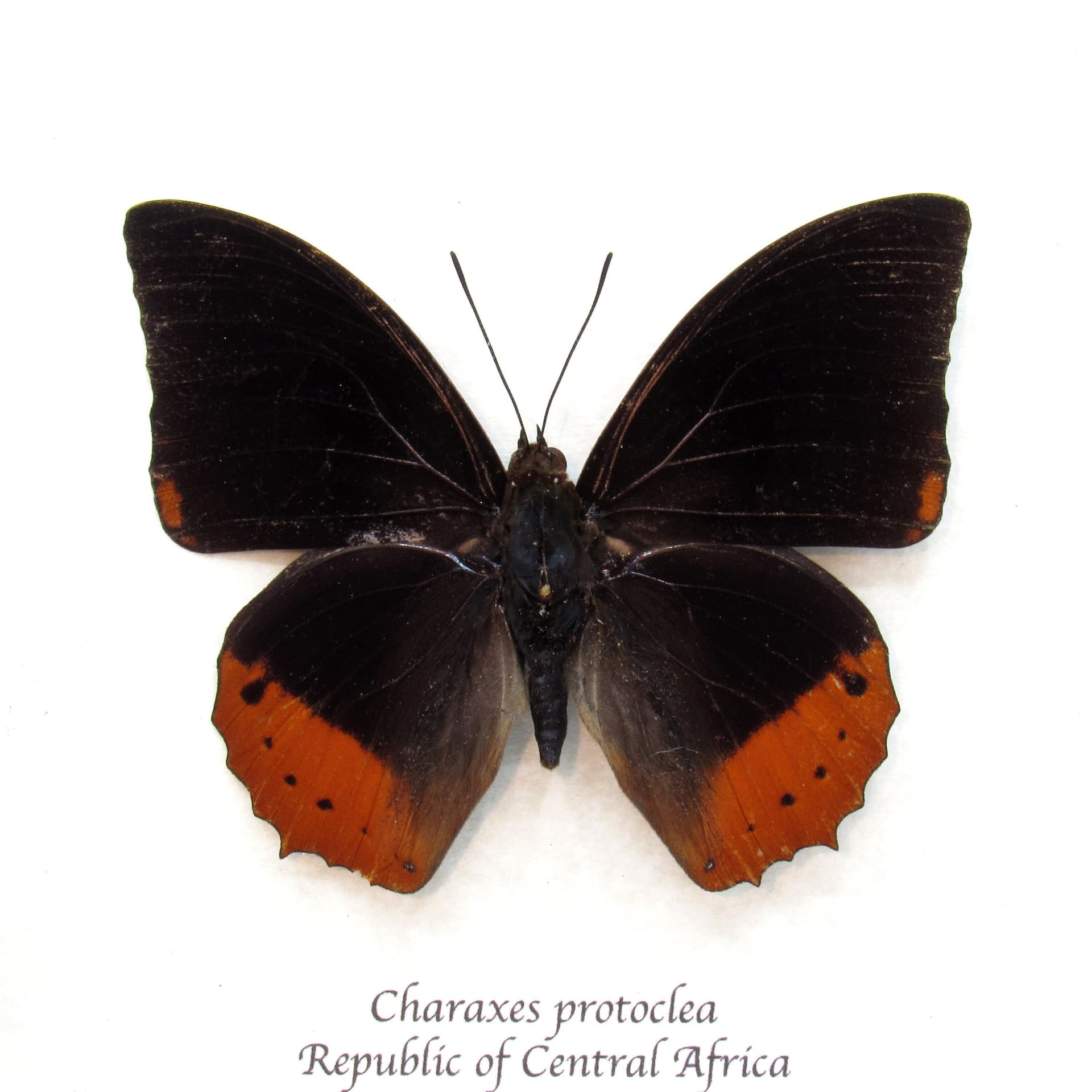 Real Flame Bordered Emperor butterfly framed taxidermy - Charaxes protoclea