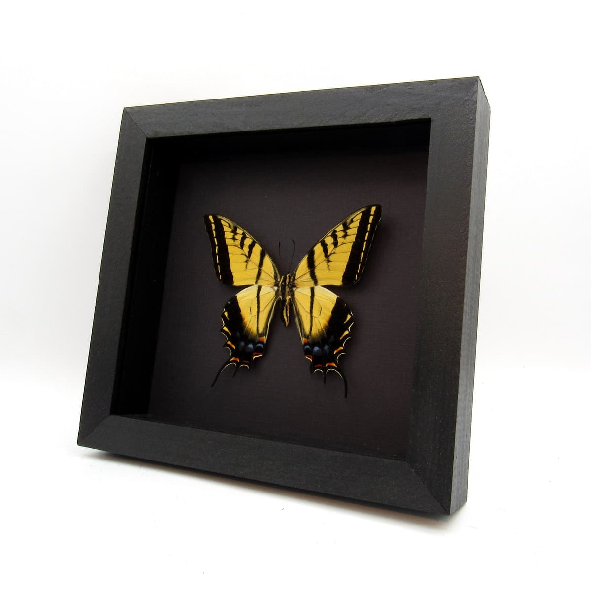 Rare large Two-Tailed Swallowtail framed - Papilio multicaudata grandiosus