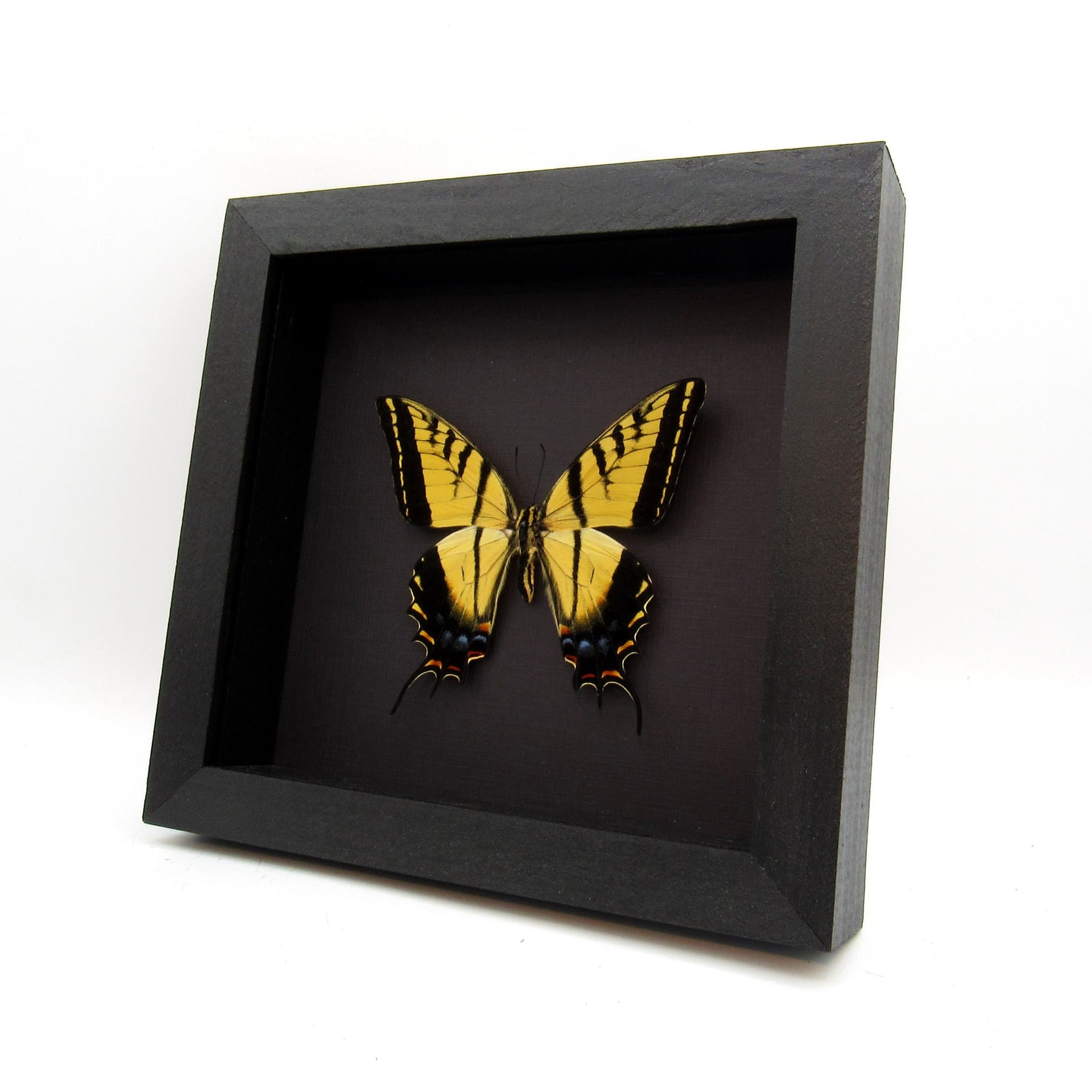 Rare large Two-Tailed Swallowtail framed - Papilio multicaudata grandiosus