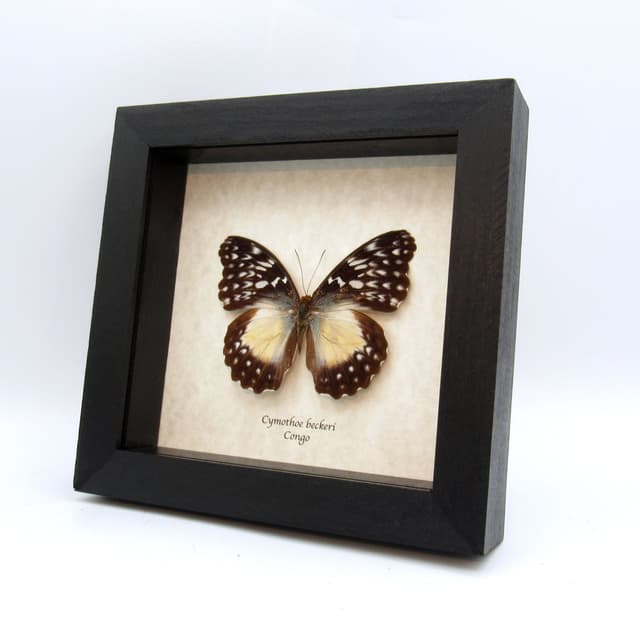 Real framed taxidermy butterfly - Cymothoe beckeri