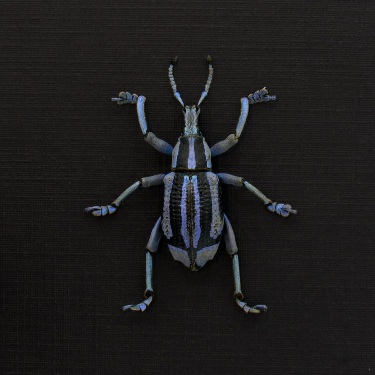 Rare purple Weevil framed taxidermy - Eupholus bennetti