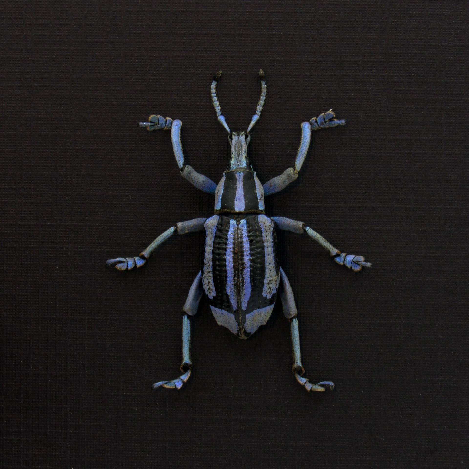 Rare purple Weevil framed taxidermy - Eupholus bennetti