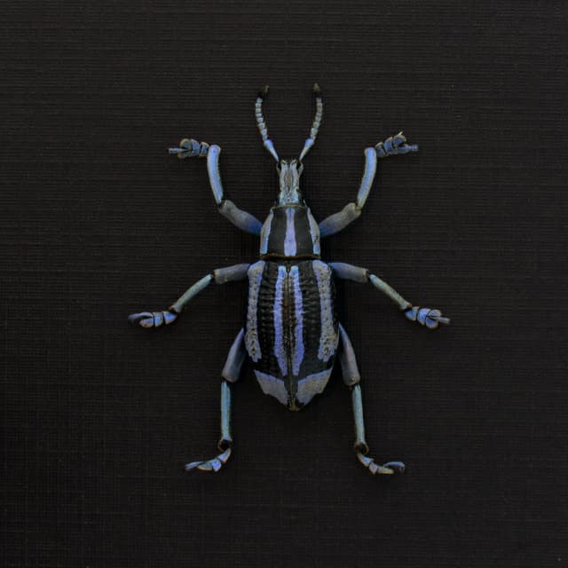 Rare purple Weevil framed taxidermy - Eupholus bennetti