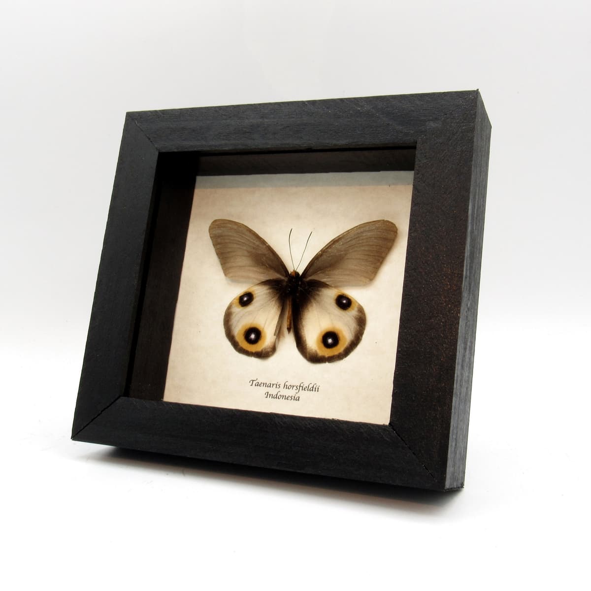 Real Owl butterfly framed taxidermy - Taenaris horsfieldii