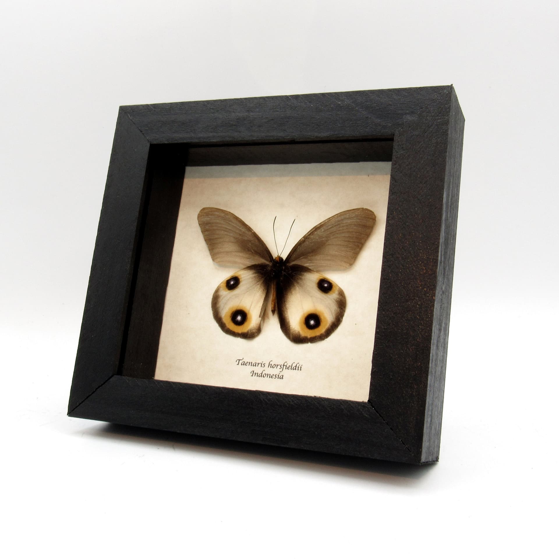 Real Owl butterfly framed taxidermy - Taenaris horsfieldii