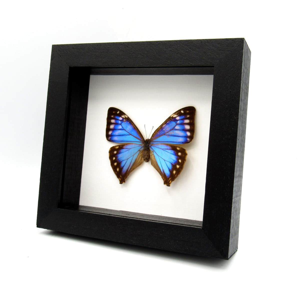 Rare blue Morpho butterfly framed taxidermy - Morpho Aega - female