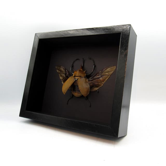 Real XL Elephant Rhinoceros beetle framed taxidermy - Megasoma elephas