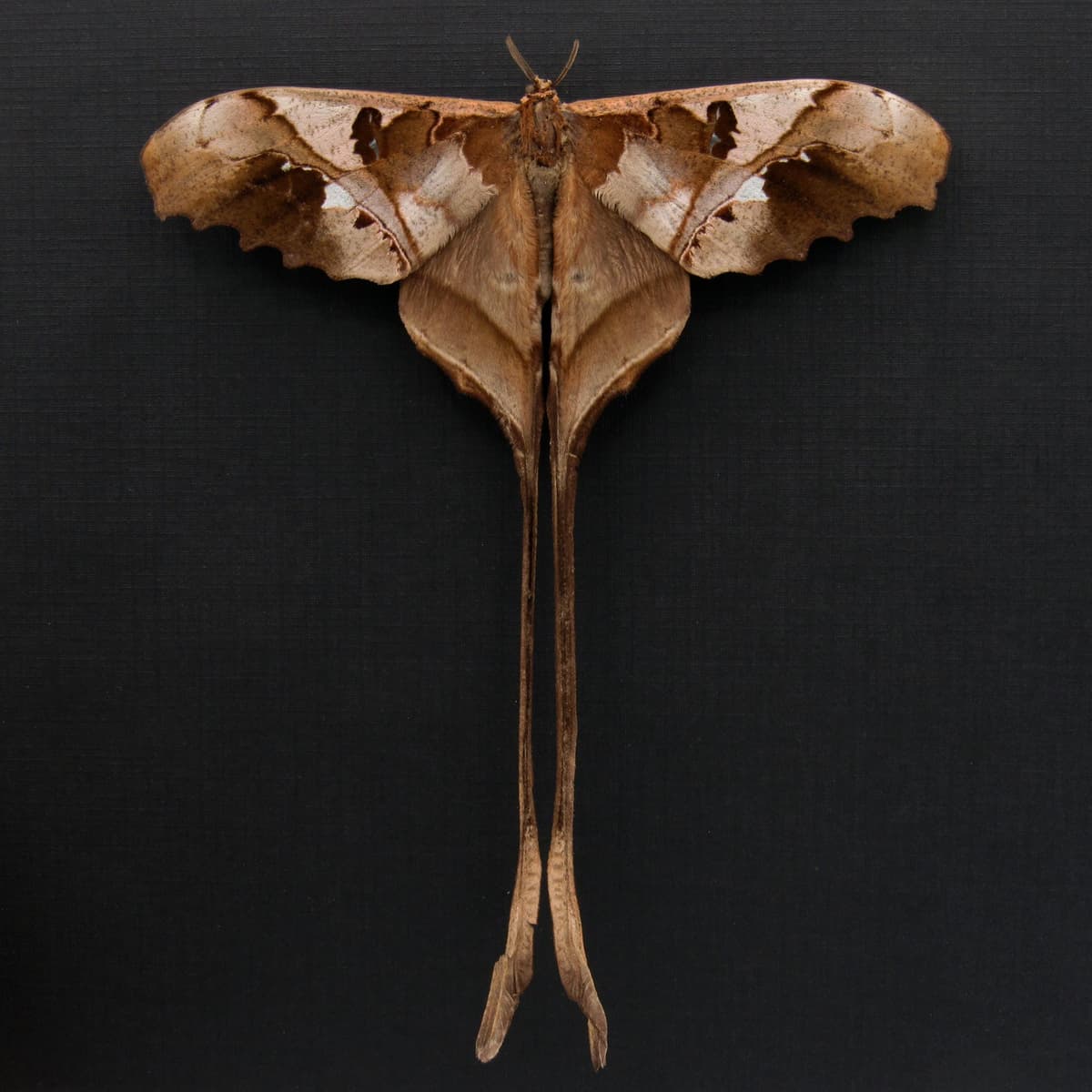 Rare Saturn moth framed taxidermy - Copiopteryx jehova - Victorian mount