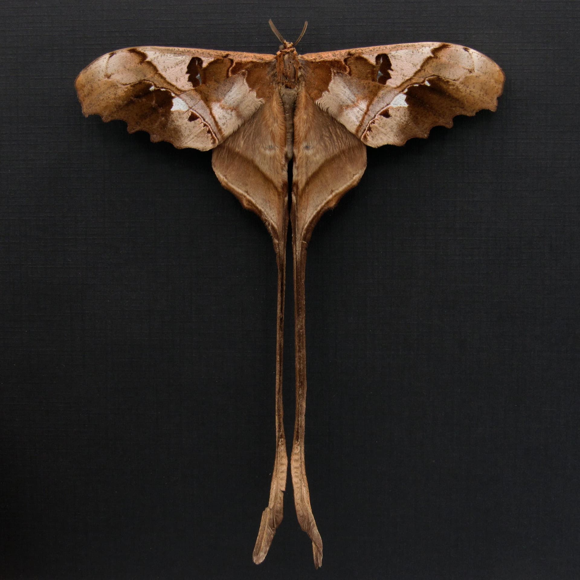 Rare Saturn moth framed taxidermy - Copiopteryx jehova - Victorian mount