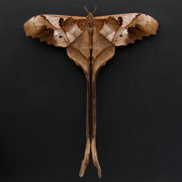 Rare Saturn moth framed taxidermy - Copiopteryx jehova - Victorian mount