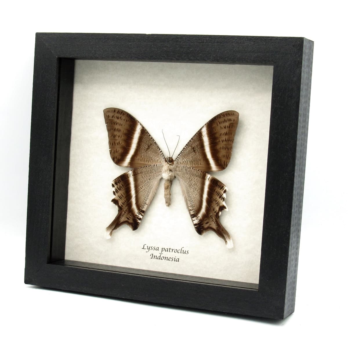 Large real Swallowtail Moth framed taxidermy - Lyssa patroclus