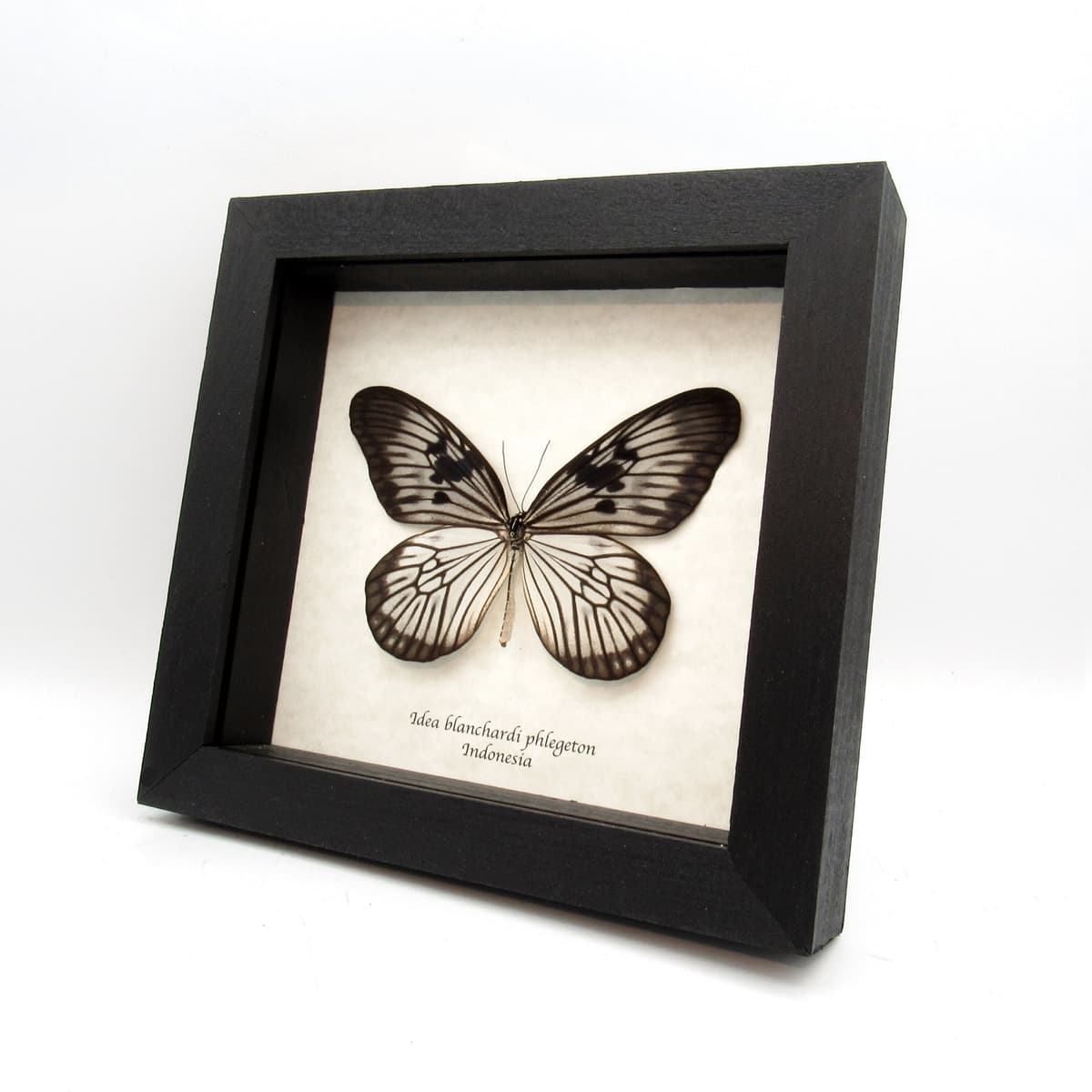 Real large white Tree Nymph butterfly framed taxidermy - Idea blanchardi phlegethon