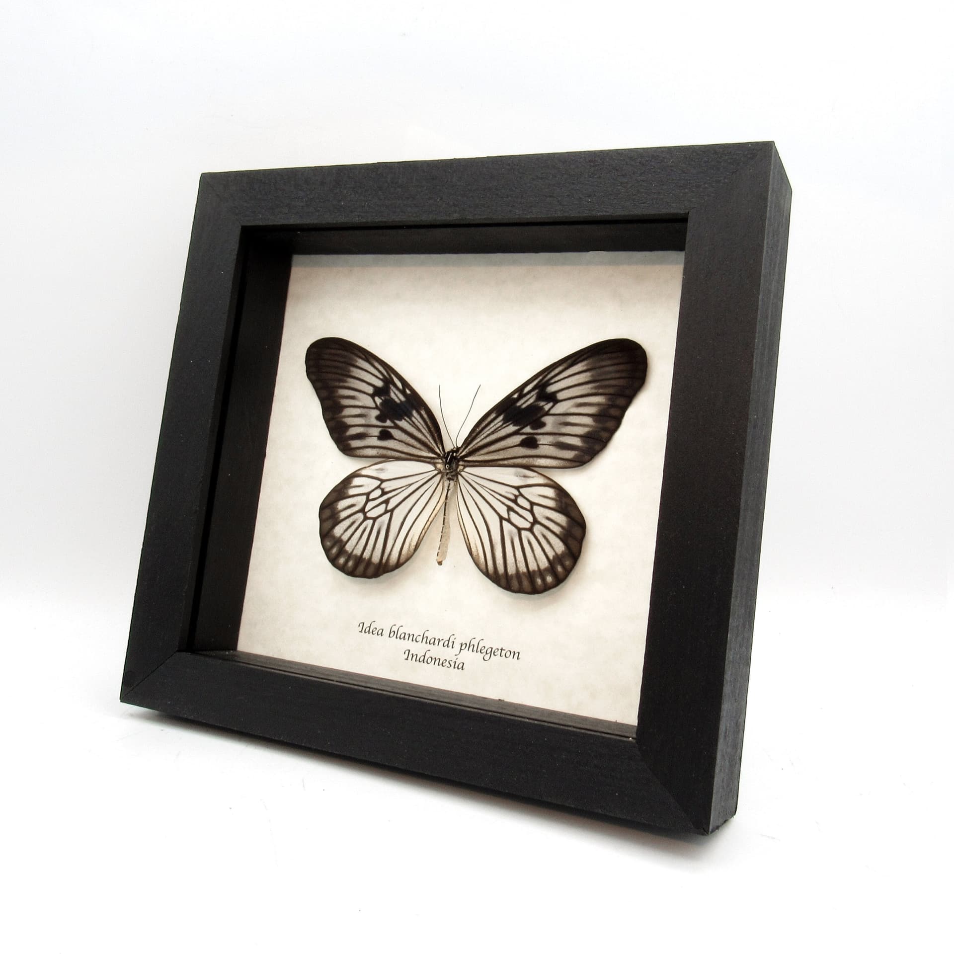 Real large white Tree Nymph butterfly framed taxidermy - Idea blanchardi phlegethon