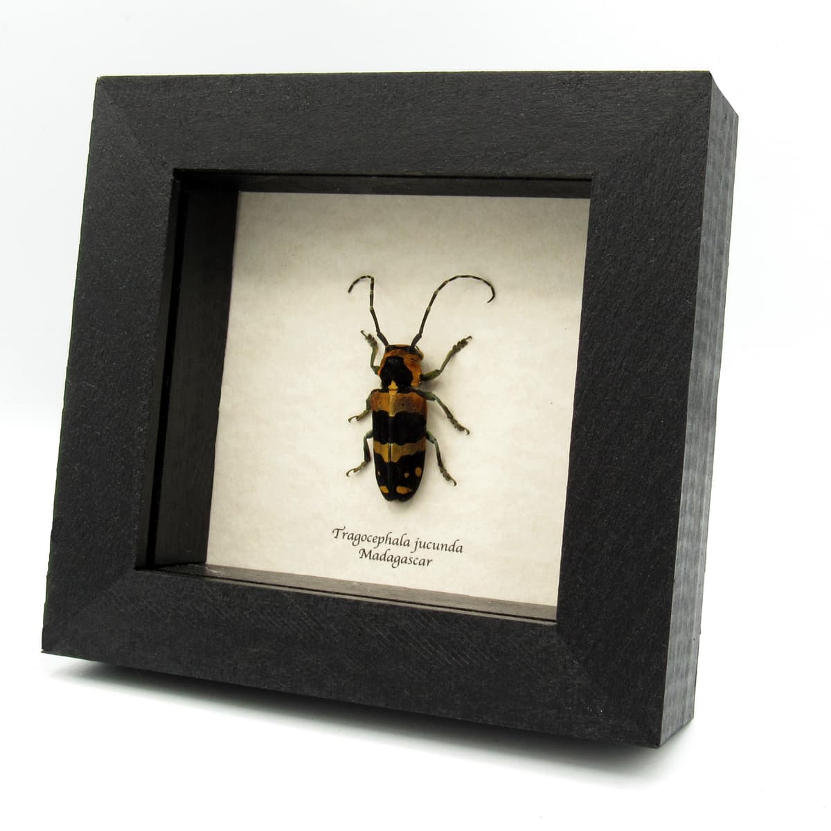 Real African Longhorn beetle framed specimen - Tragocephalas jucunda