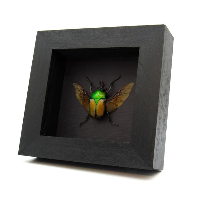Real metallic Flower beetle framed taxidermy - Eudicella colmanti edohi