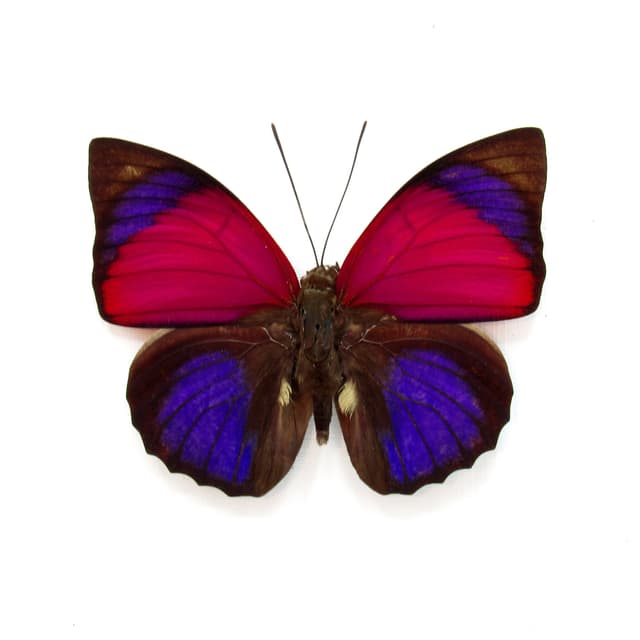 Real fuschia Brush-footed butterfly framed taxidermy - Agrias sardanapalus