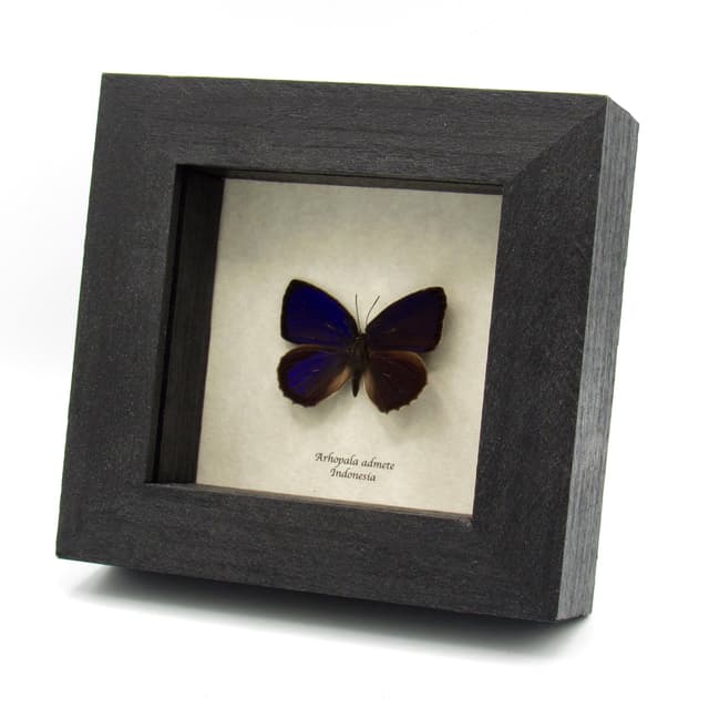 Real purple metallic butterfly framed taxidermy - Arhopala admete