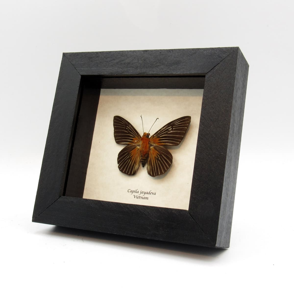 Real large Striped Dawnfly Skipper butterfly framed taxidermy - Capila jayadeva