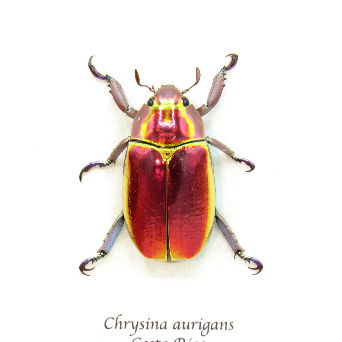 Very rare red and gold Jewel beetle framed taxidermy - Chrysina aurigans - red form