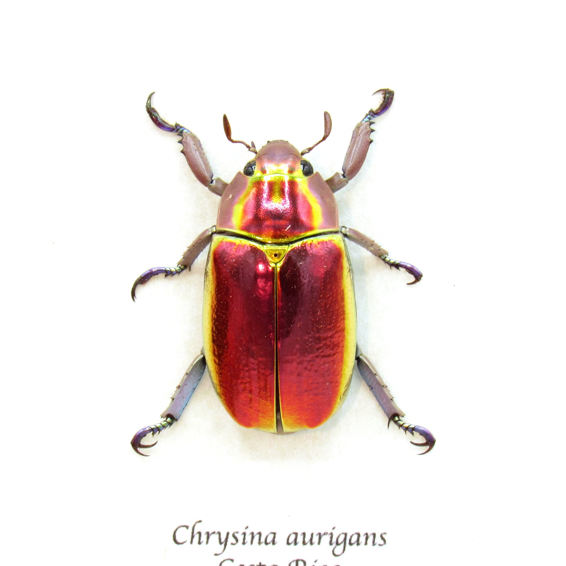 Very rare red and gold Jewel beetle framed taxidermy - Chrysina aurigans - red form