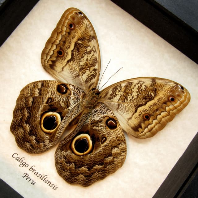 Real Giant Owl butterfly - Caligo brasiliensis