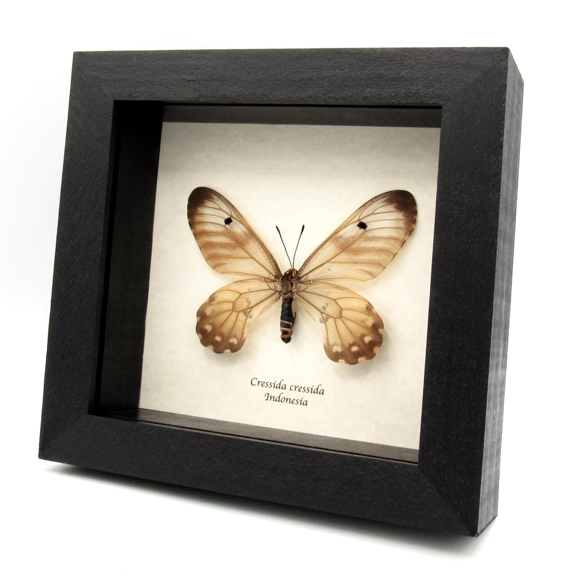 Real Clearwing Swallowtail butterfly framed taxidermy - Cressida cressida - large female